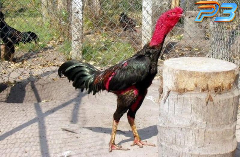 Cách xem tướng gà chọi có đòn cáo chuẩn như chuyên gia 2 Xem tướng gà chọi có đòn cáo dựa vào tướng mã, ngoại hình