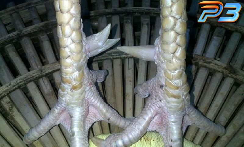 Cách xem tướng gà chọi có đòn cáo chuẩn như chuyên gia 3 Dựa vào vảy gà có thể nhận diện chiến kê sở hữu đòn cáo không