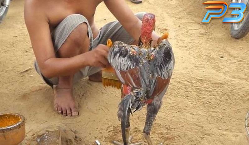 Cách vào nghệ cho gà chọi đúng kỹ thuật & hiệu quả nhất 1 Cách làm nghệ vào cho gà chọi có công dụng dày da, tăng sức chiến đấu