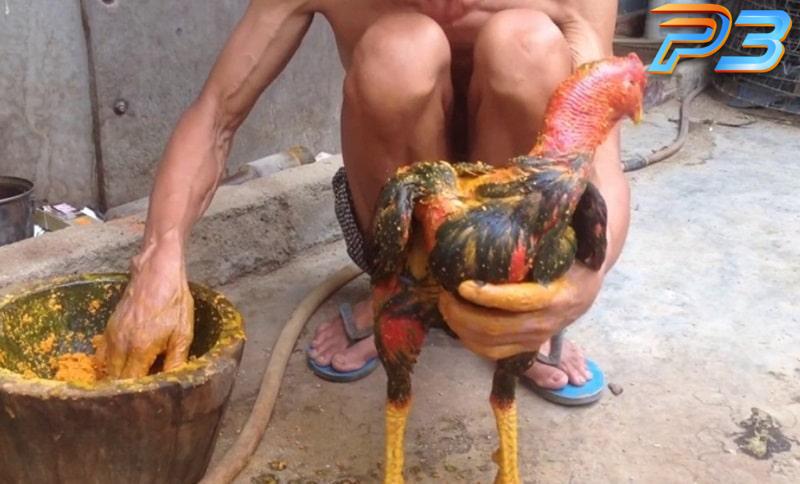 Cách vào nghệ cho gà chọi đúng kỹ thuật & hiệu quả nhất 2 Cách vào nghệ cho gà chọi theo từng bước để phát huy tối đa công dụng