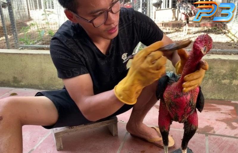 Cách vào nghệ cho gà chọi đúng kỹ thuật & hiệu quả nhất 3 Vô nghệ cho gà cần thực hiện khi chiến kê trên 1 tuổi