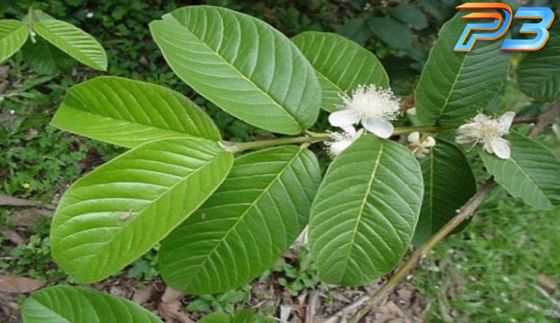 Cách chữa gà chọi đi ngoài hiệu quả nhanh chóng tại nhà 1 Lá ổi mang đến công dụng trị bệnh đi ngoài tuyệt vời