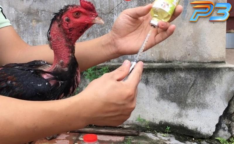 Cách chữa gà chọi đi ngoài hiệu quả nhanh chóng tại nhà 3 Dùng kháng sinh giúp giảm thiểu triệu chứng bệnh nhanh chóng