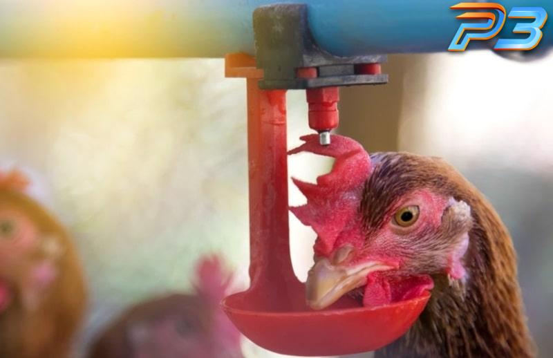 Cách chữa gà chọi đi ngoài hiệu quả nhanh chóng tại nhà 4 Bù nước cho gà là việc làm quan trọng người nuôi cần nhớ