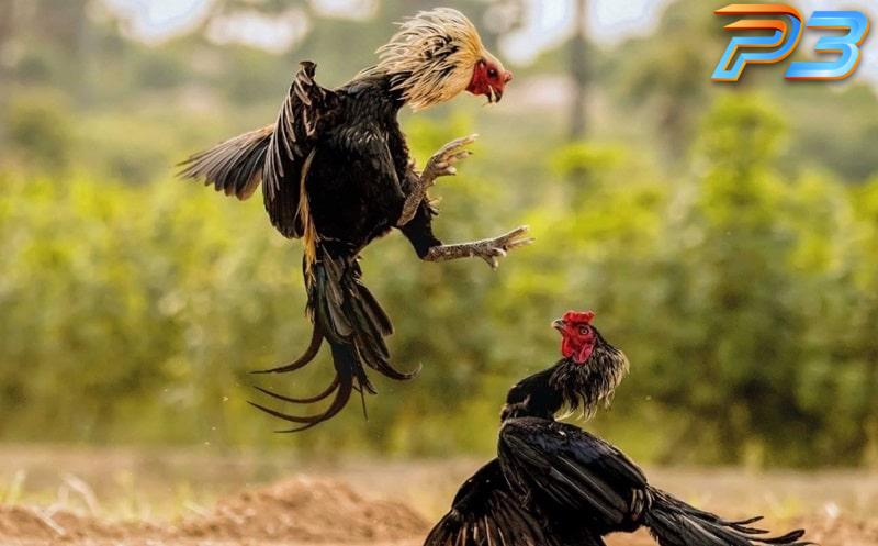 Cách trị gà không chịu đá hiệu quả từ chuyên gia P3 4 Cách huấn luyện cho gà chọi không chịu đá