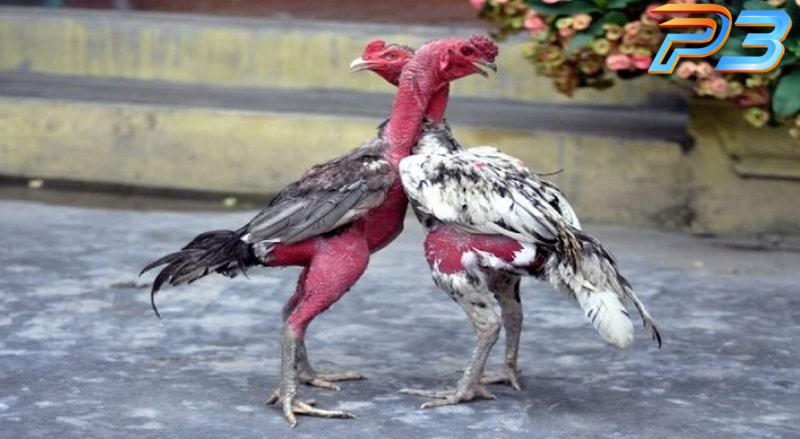 Cách trị gà không chịu đá hiệu quả từ chuyên gia P3 1 Gà chọi cố gắng lùi vào một góc lồng tránh né đòn đối thủ