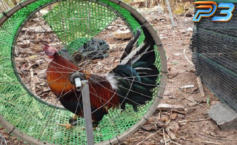 Cách trị gà không chịu đá hiệu quả từ chuyên gia P3 3 Cách trị gà không chịu đá là bố trí bài tập chạy bộ phù hợp
