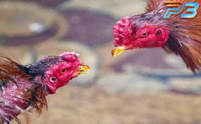 Cách trị gà không chịu đá hiệu quả từ chuyên gia P3 2 Đối với những chú gà đã có tuổi sẽ trở nên ít linh hoạt hơn