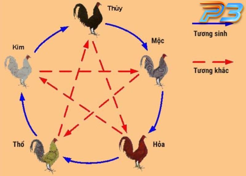 Phong thủy đá gà - Sự thật và yếu tố cần biết cho sư kê 2 Anh em có thể dựa vào ngũ hành để lựa chọn chiến kê phù hợp