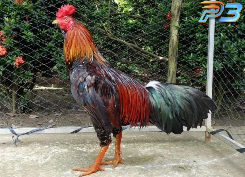 Phong thủy đá gà - Sự thật và yếu tố cần biết cho sư kê 3 Nhiều người dựa vào màu lông và mùa để xem phong thủy gà chọi đá