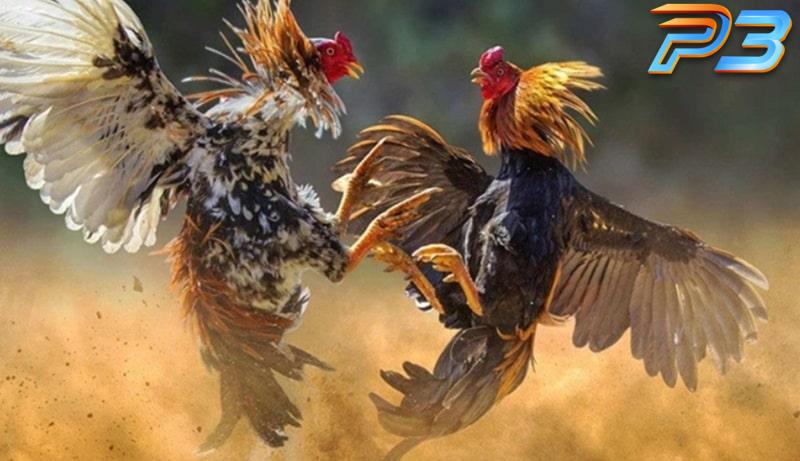 Cách nuôi gà đá bo lớn cho người mới từ chuyên gia P3 2 Bài tập thể lực giúp gà dẻo dai hơn