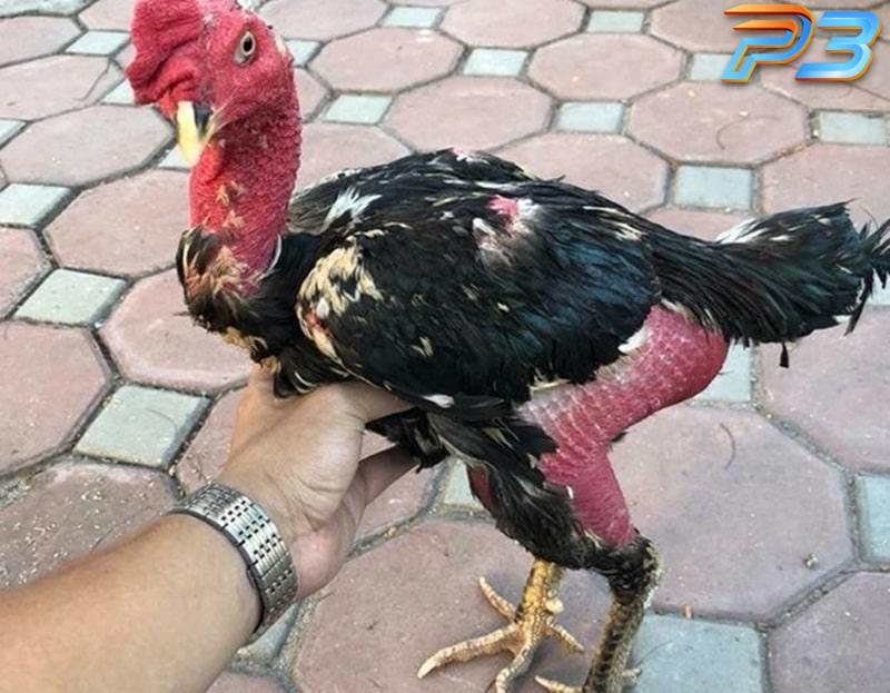 Cách nuôi gà đá bo lớn cho người mới từ chuyên gia P3 3 Chọn giống gà đá bo lớn chất lượng là điều hết sức quan trọng